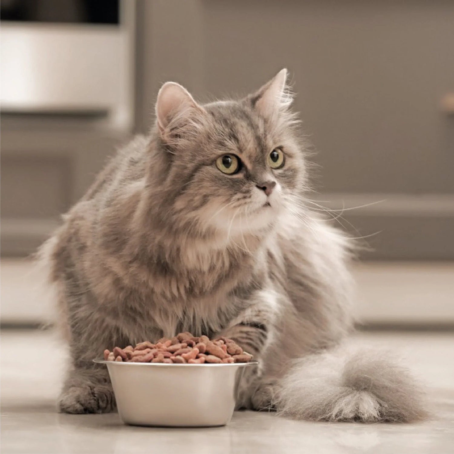 Cat Food