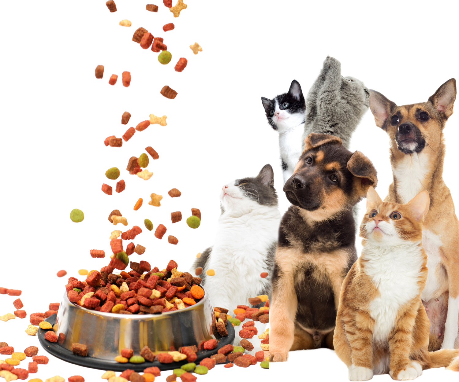Dog Food